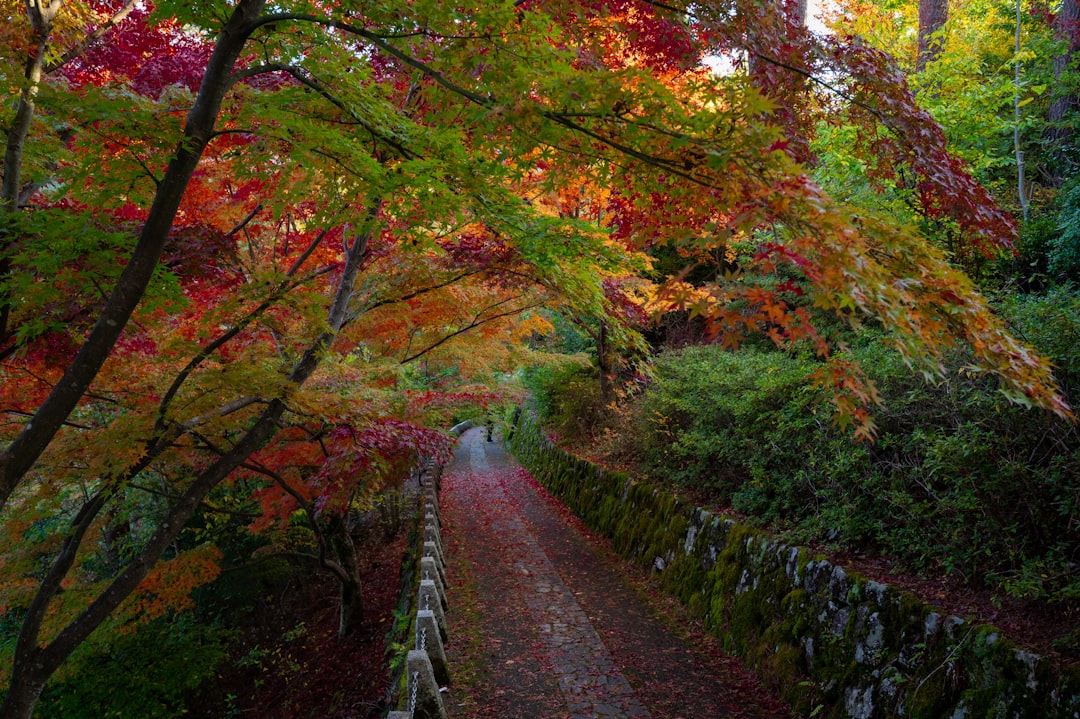 Découvrez la magie de la montagne Yoshino au Japon - Yoshino | Secret World Trip Planner