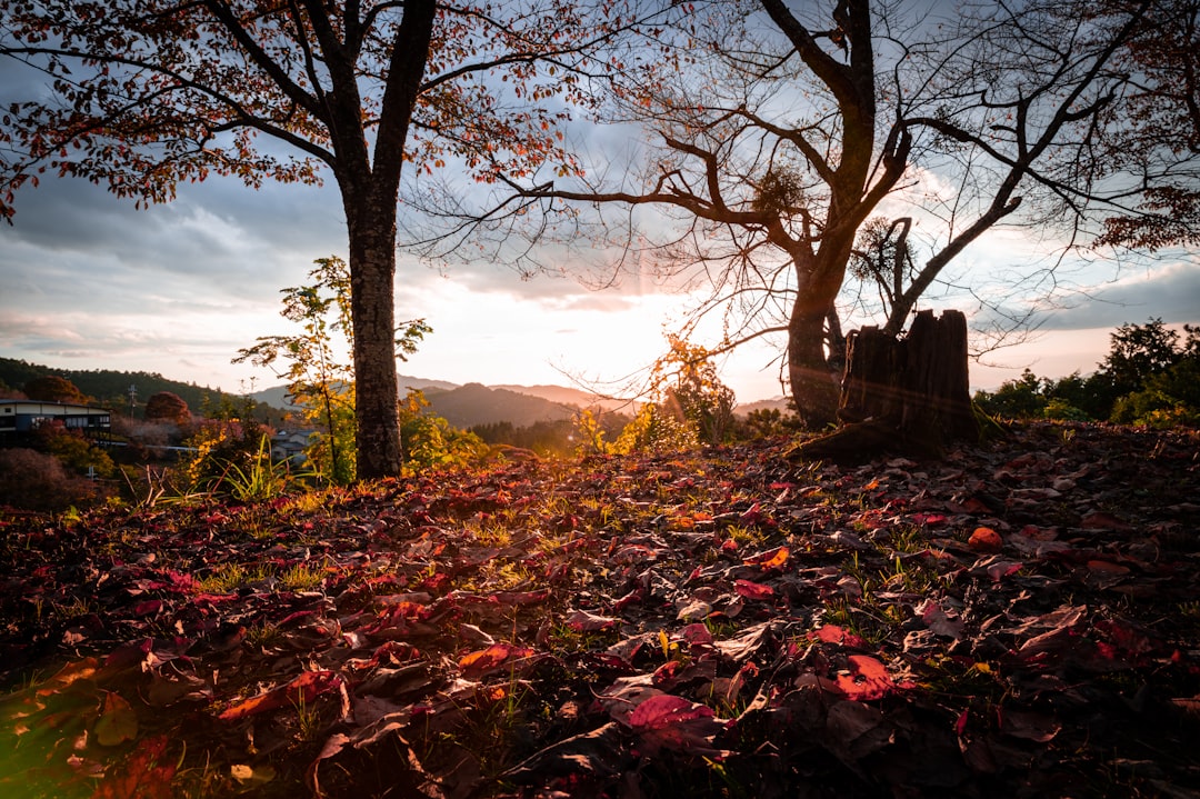 Descubre la Magia de la Montaña Yoshino en Japón - Yoshino | Secret World Trip Planner