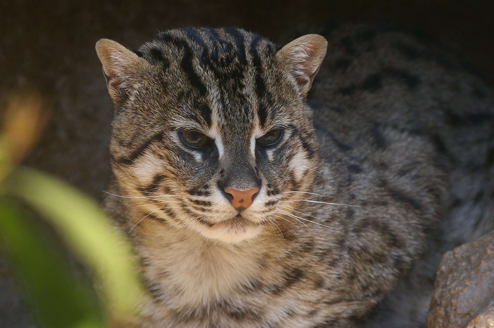天王寺動物園を発見する：大阪の自然の隅 - Osaka | Secret World Trip Planner