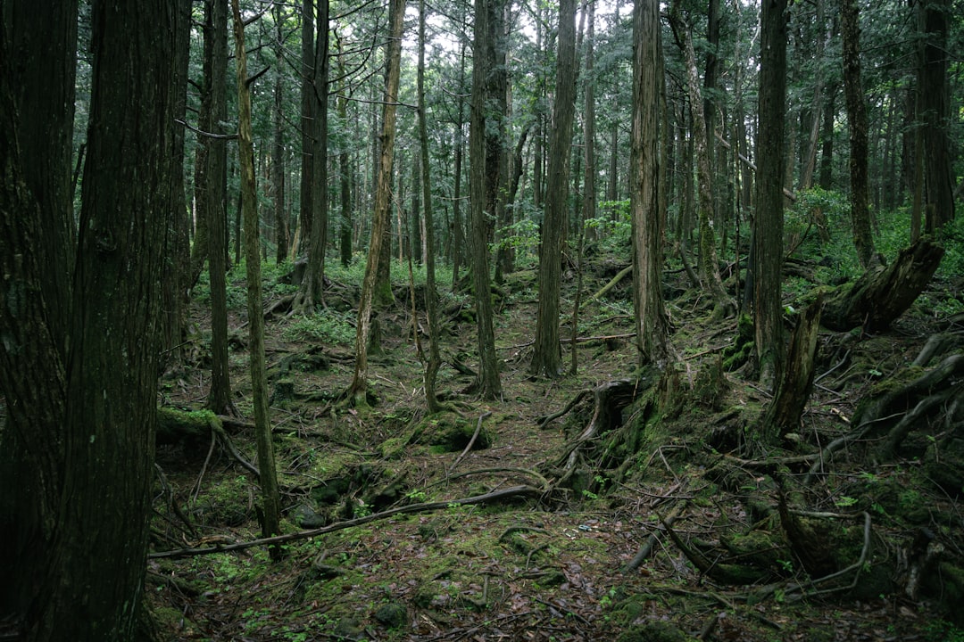 Aokigahara Forest: a Journey into the Heart of Japanese Nature - Fujikawaguchiko | Secret World Trip Planner