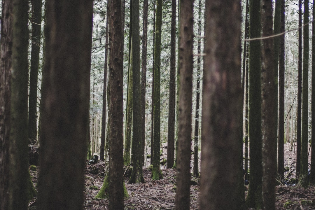 Aokigahara-Wald: eine Reise ins Herz der japanischen Natur - Fujikawaguchiko | Secret World Trip Planner