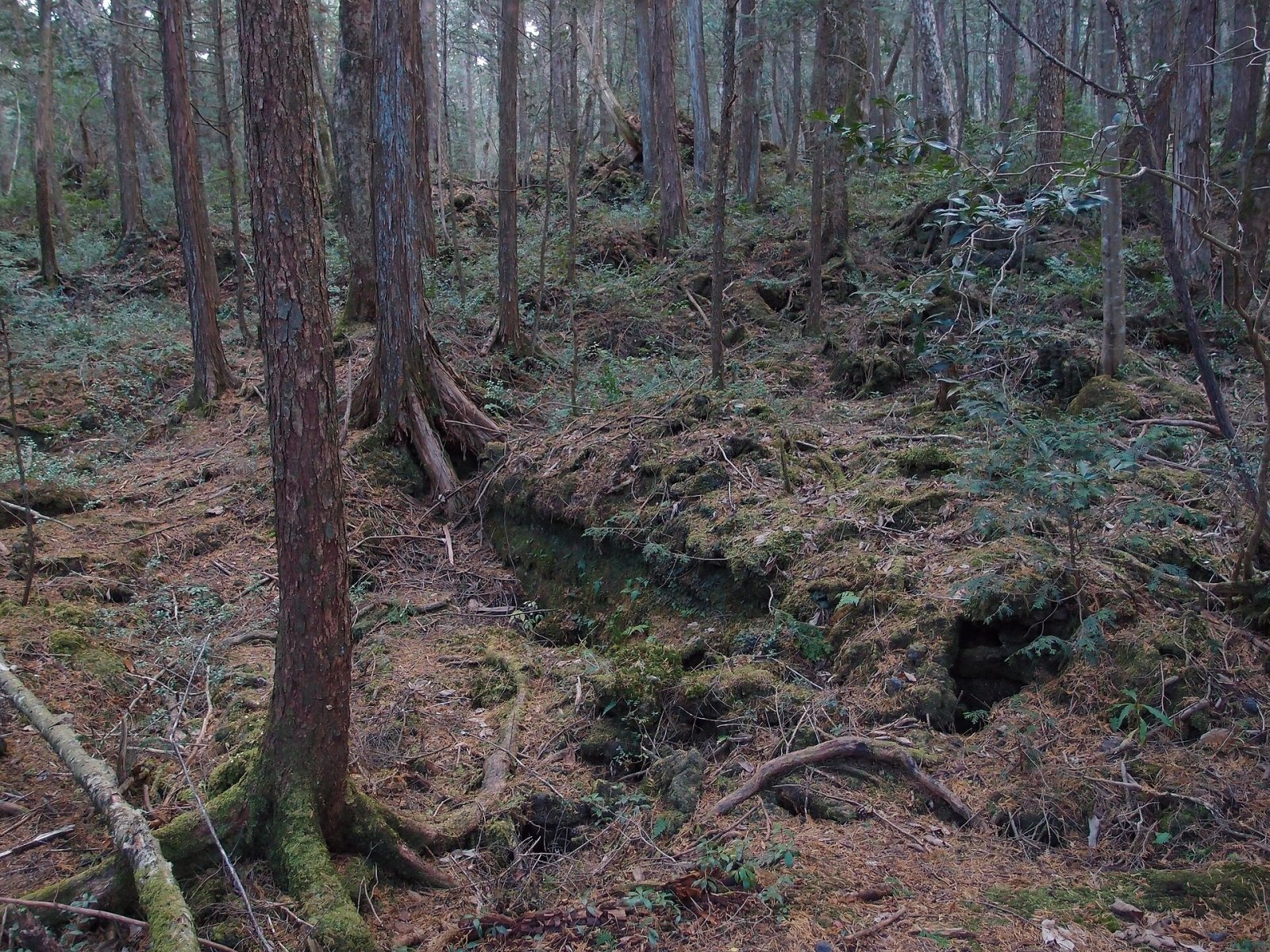 Forêt d'Aokigahara : un voyage au cœur de la nature japonaise - Fujikawaguchiko | Secret World Trip Planner