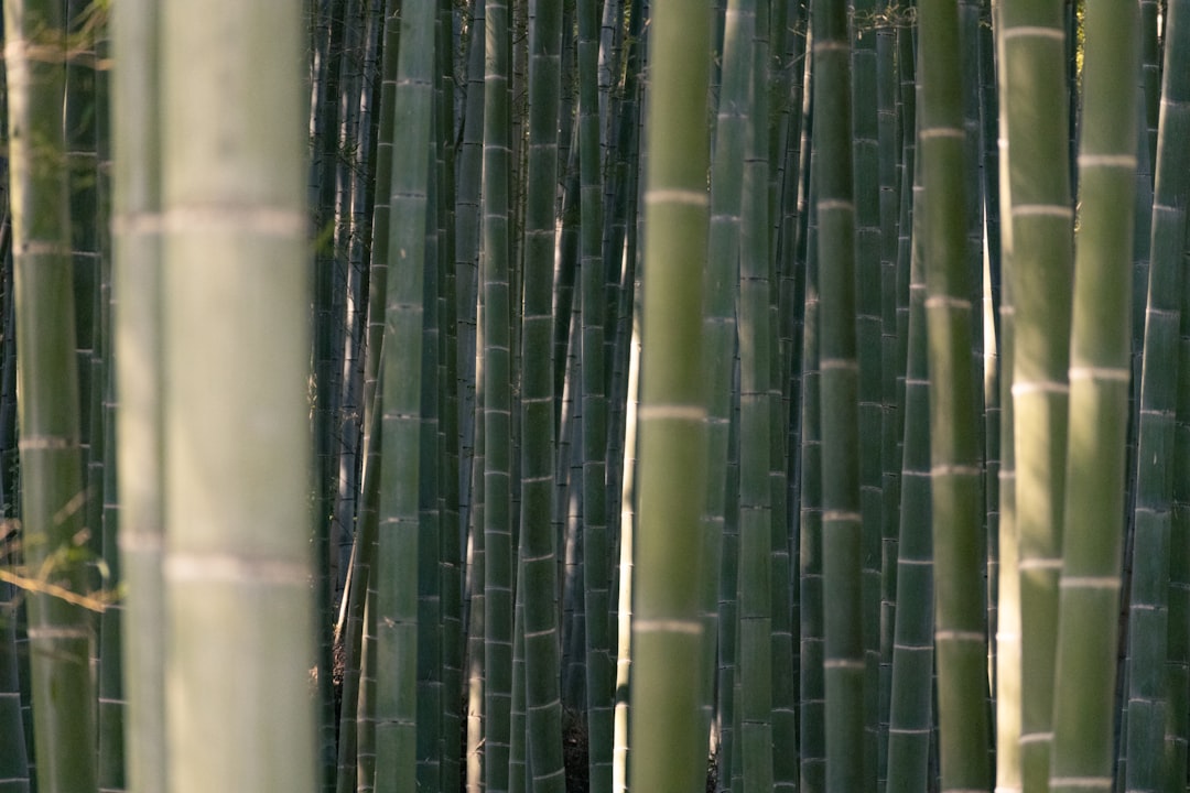 Découvrez la magie de la forêt de bambous d'Arashiyama à Kyoto - Kyoto | Secret World Trip Planner
