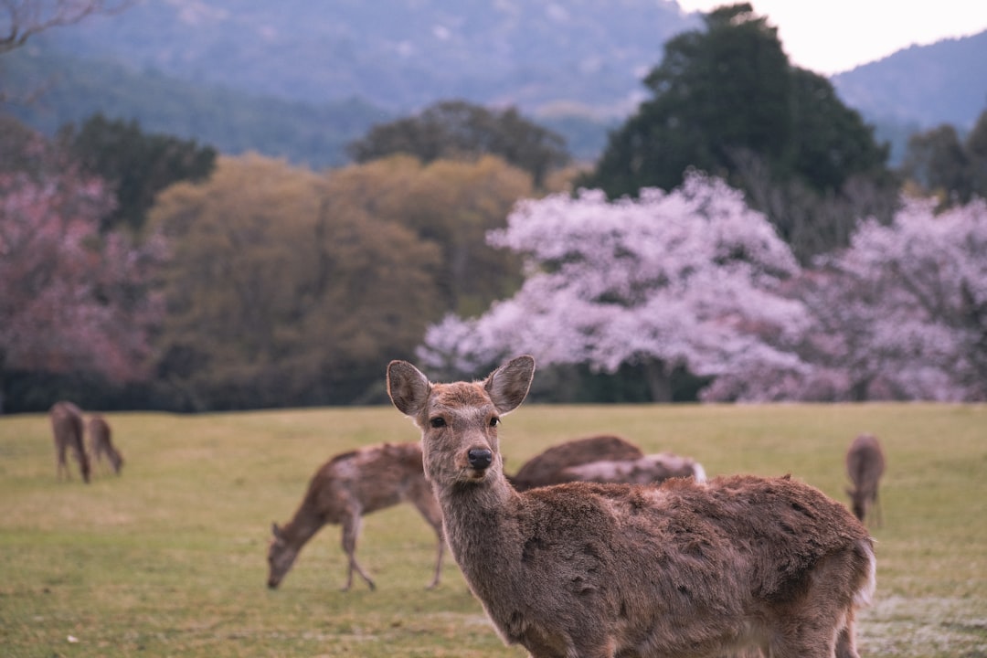Scopri il Nara Deer Park: un angolo di natura in Giappone - Nara | Secret World Trip Planner