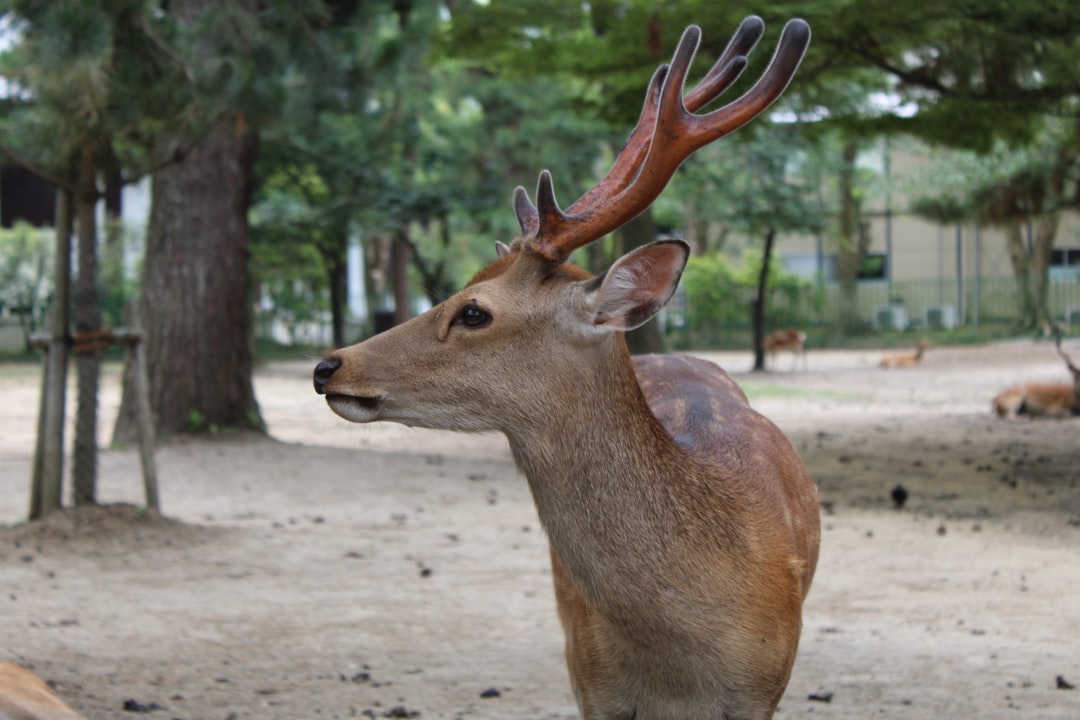 Entdecken Sie den Nara Deer Park: Ein Naturparadies in Japan - Nara | Secret World Trip Planner
