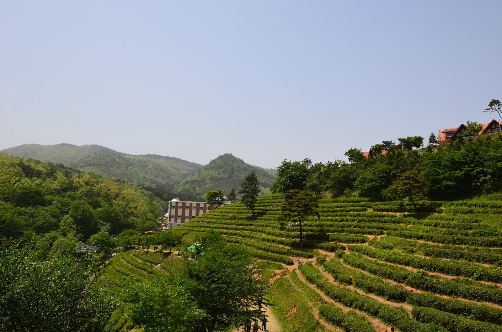 发现宝城的绿茶田：韩国的自然天堂 - Boseong | Secret World Trip Planner