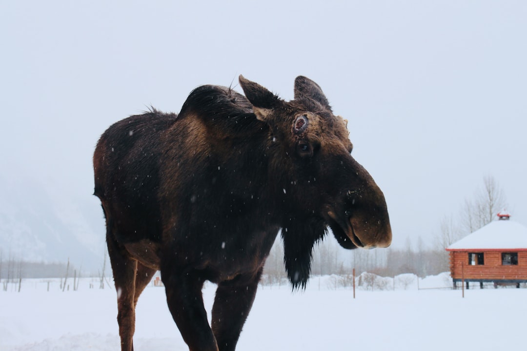 Descubra o Grand Teton National Park: uma joia da natureza | Secret World Trip Planner
