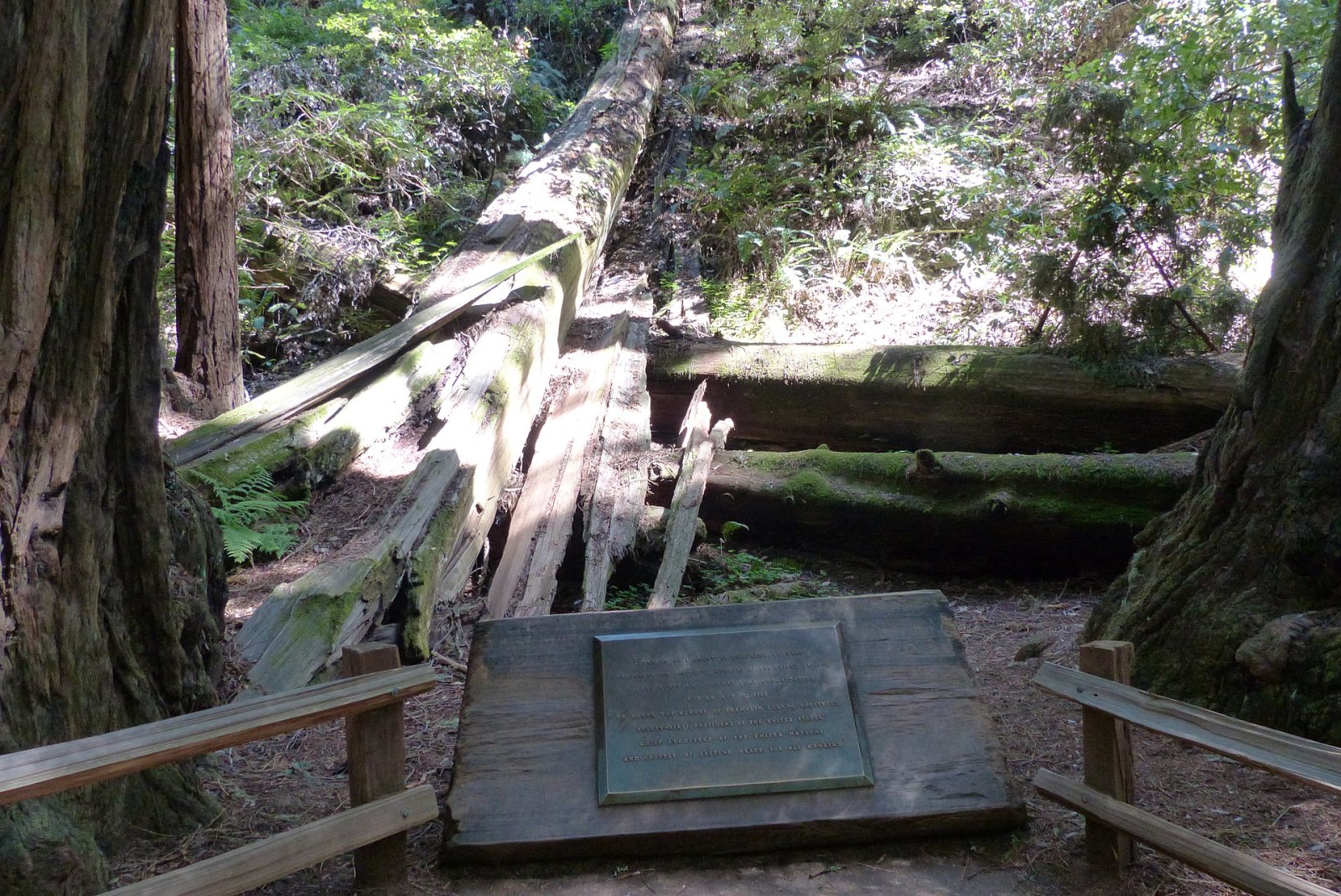 Discover Muir Woods National Monument: A Natural Gem in California | Secret World Trip Planner