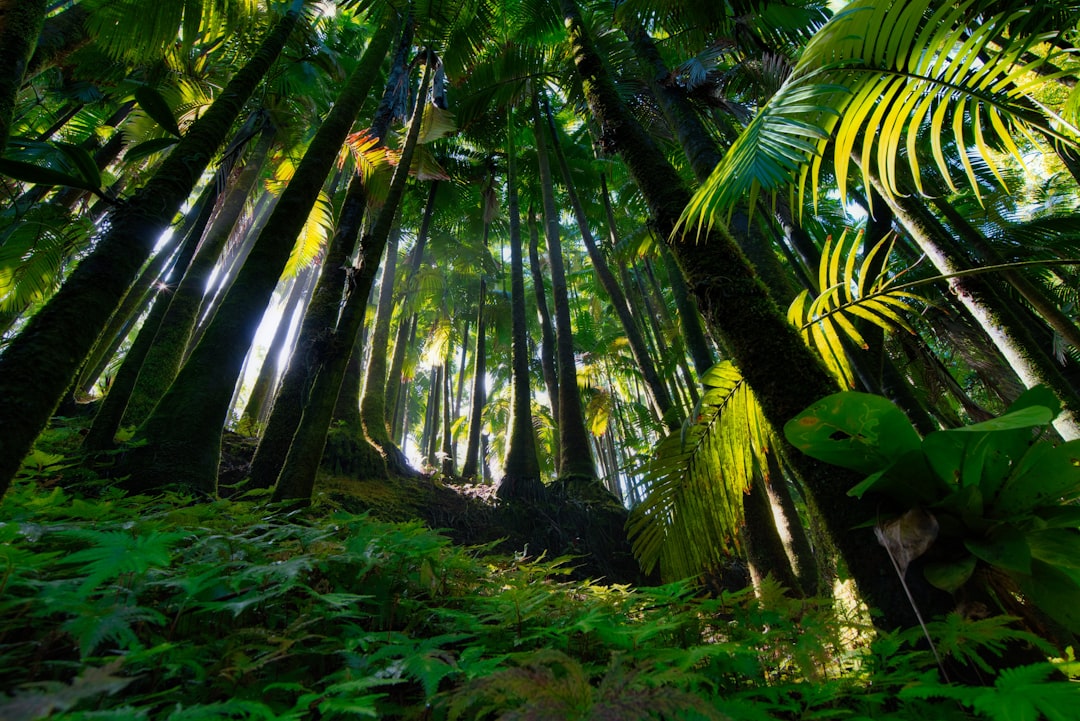 Entdecken Sie die Magie des Hoh-Regenwaldes in Forks, Washington