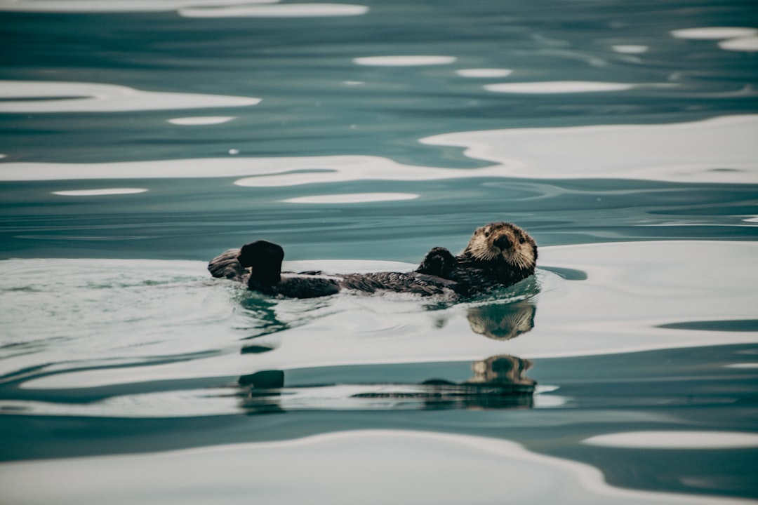 Kenai Fjords National Park: a natural gem in Alaska