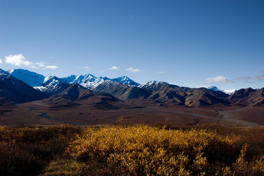 Explorez la beauté sauvage du parc national de Denali