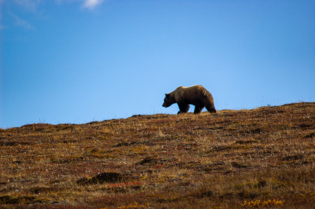 Explorez la beauté sauvage du parc national de Denali | Secret World Trip Planner