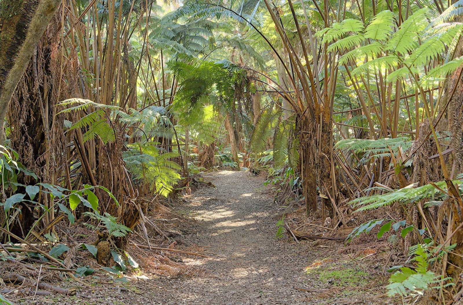 Esplorando il Volcanoes National Park alle Hawaii | Secret World Trip Planner