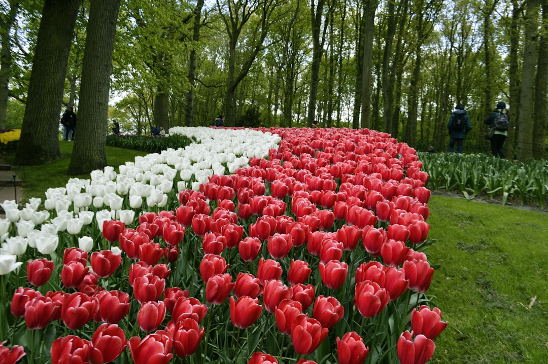 Keukenhof: Il Giardino dei Fiori più Grande del Mondo - Stationsweg 166A | Secret World Trip Planner