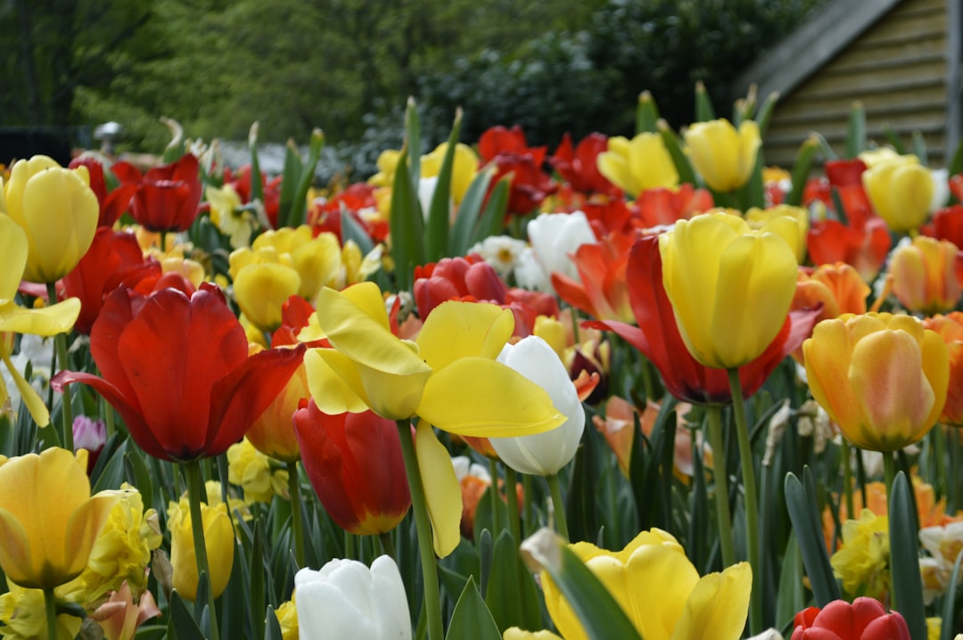 Keukenhof: O Maior Jardim de Flores do Mundo - Stationsweg 166A | Secret World Trip Planner