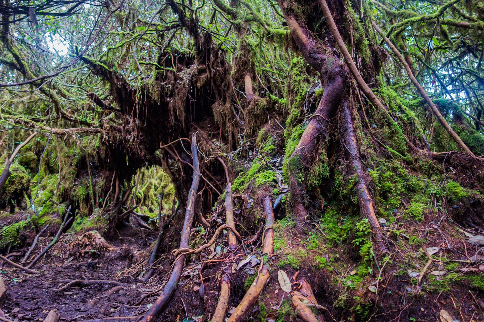 Esplorare Gunung Irau: un gioiello delle Cameron Highlands | Secret World Trip Planner
