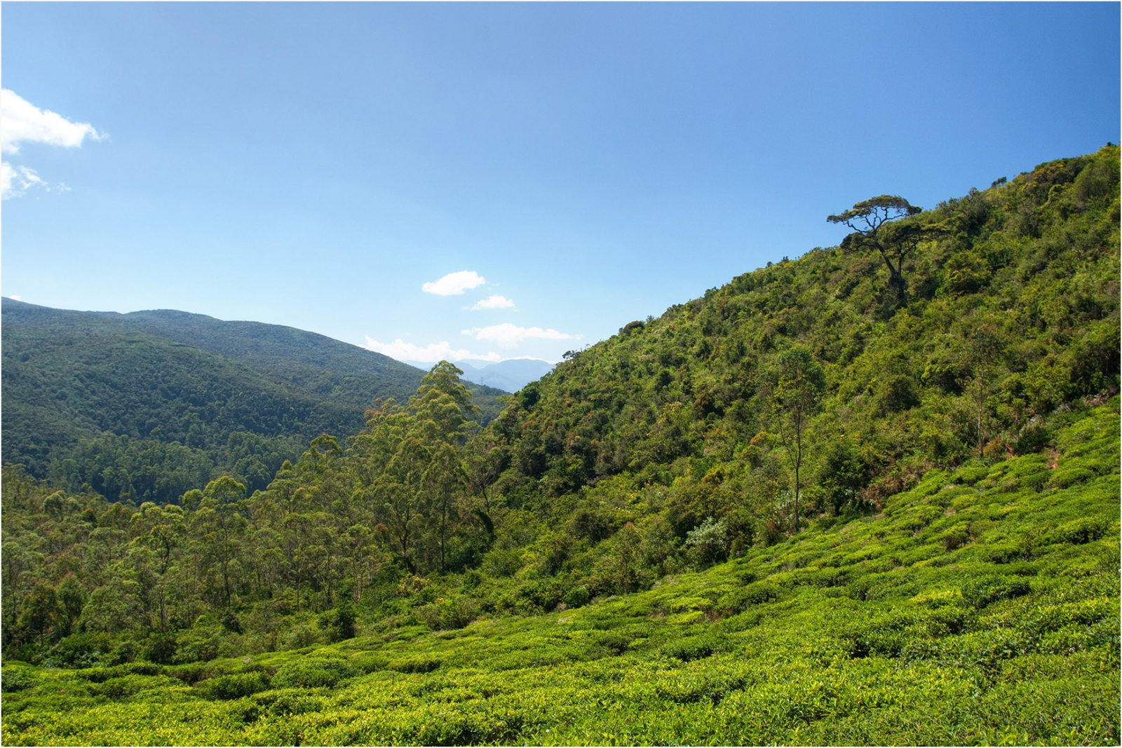 Single Tree Hill: un gioiello naturale nello Sri Lanka - Nuwara Eliya | Secret World Trip Planner