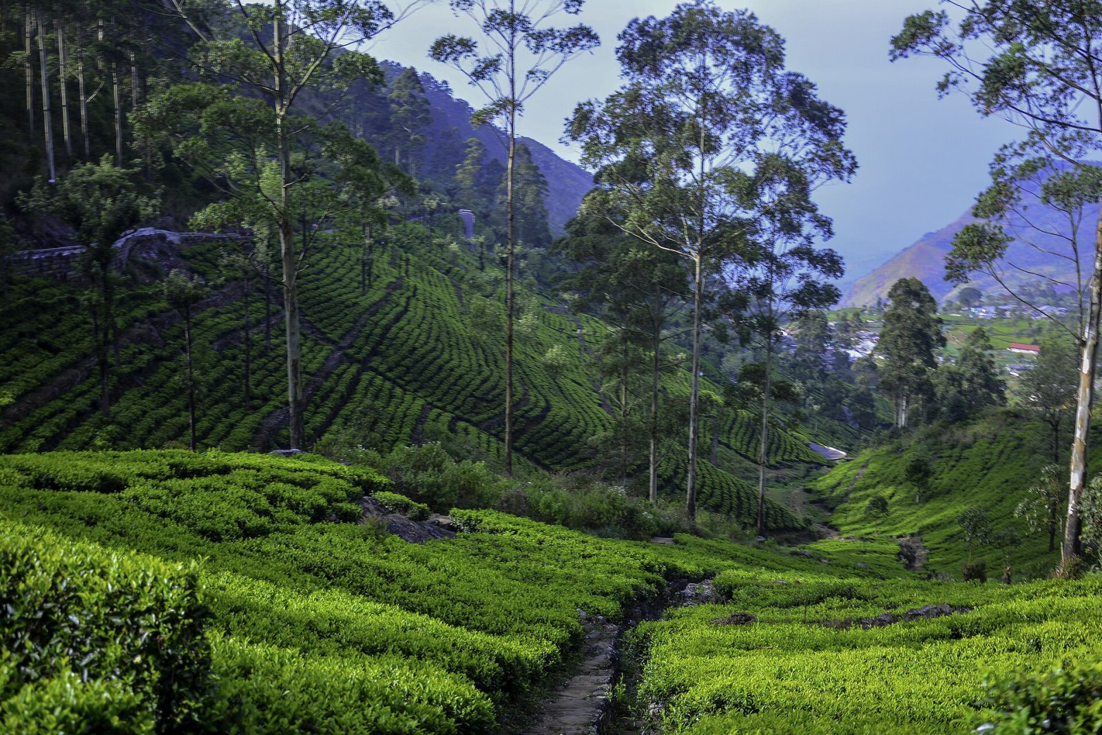 Scopri Lipton's Seat: Il Panorama Incontaminato dello Sri Lanka - Miriyabedde | Secret World Trip Planner