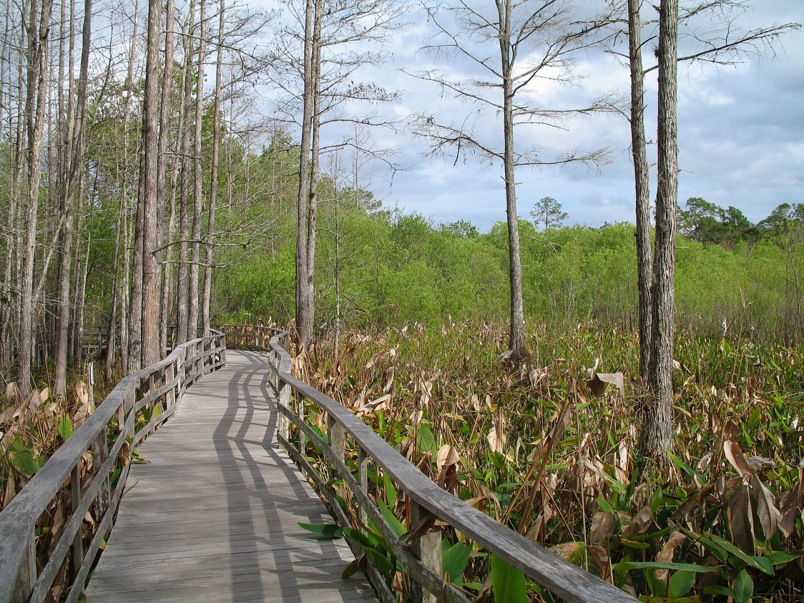 Corkscrew Swamp Sanctuary: Un Paradiso Naturale in Florida - Ghatampur | Secret World Trip Planner