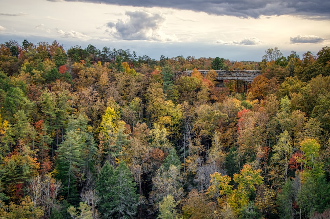 Discover Red River Gorge: A Nature Haven in Kentucky