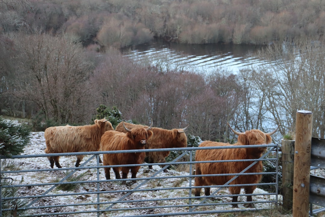Scottish Highlands: A Journey into Untamed Nature | Secret World Trip Planner