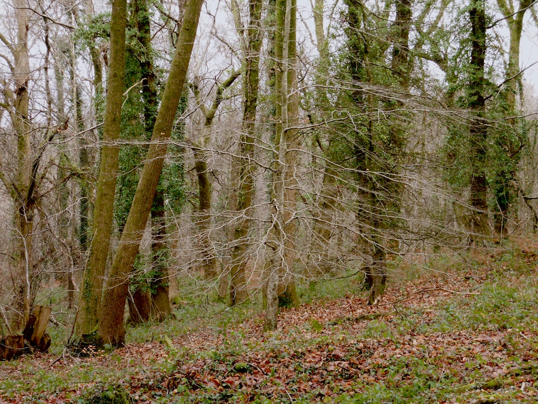Scopri Dark Hedges: la strada incantata dell'Irlanda del Nord