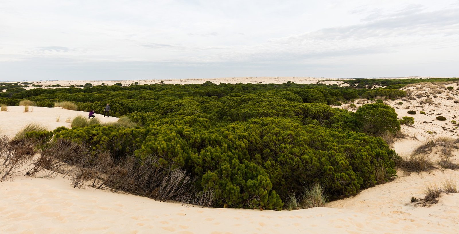 Découvrez le Parc National de Doñana en Andalousie - Ouled Attia | Secret World Trip Planner