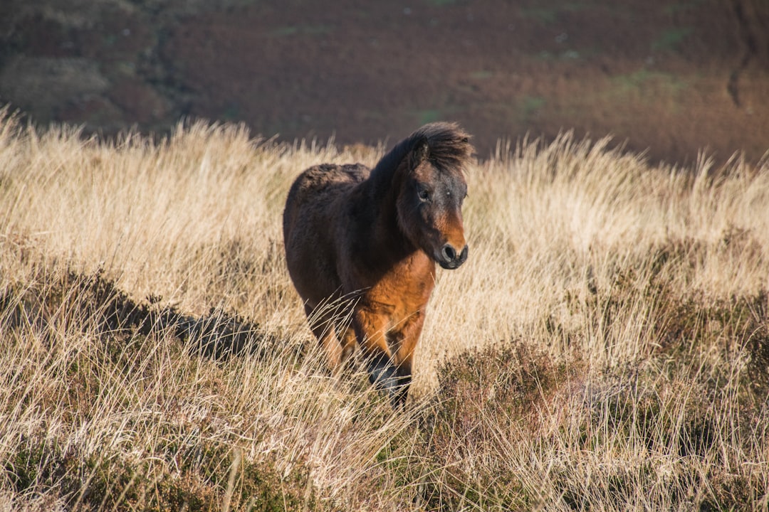 Scopri il fascino del Dartmoor National Park in Inghilterra - HX28+2M Lens | Secret World Trip Planner