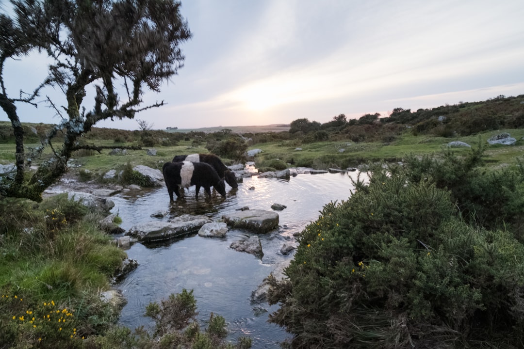 Discover the Charm of Dartmoor National Park in England - HX28+2M Lens | Secret World Trip Planner