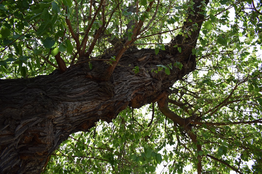 Gossip Tree: A Arte Sonora no Coração de Sibiu - Strada Turnului 2 | Secret World Trip Planner