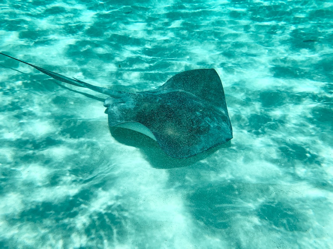 Cozumel: Un Paraíso Isleño en el Corazón del Caribe - Cozumel | Secret World Trip Planner