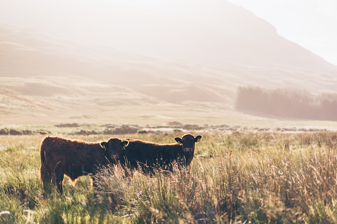 Mull: L'isola selvaggia della Scozia - Mull | Secret World Trip Planner