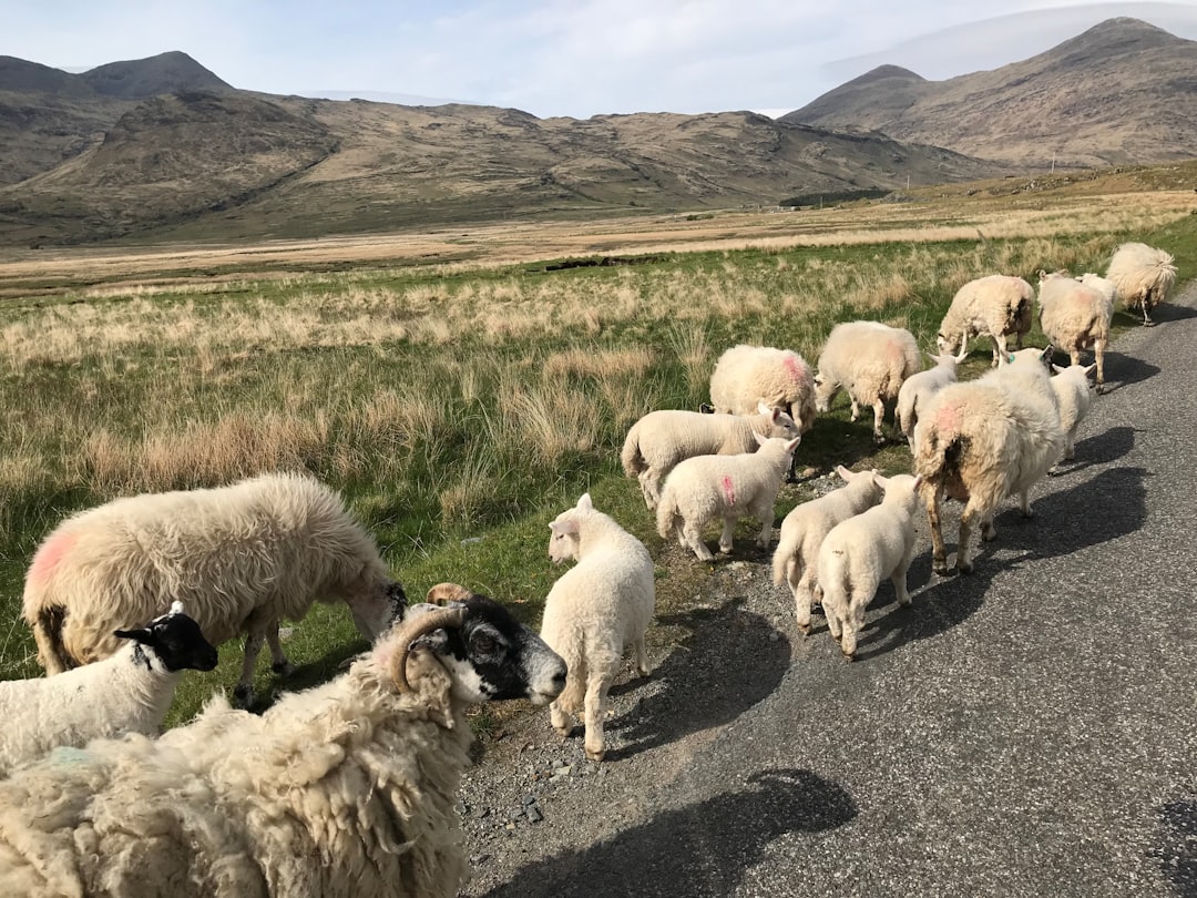 Mull: L'isola selvaggia della Scozia - Mull | Secret World Trip Planner