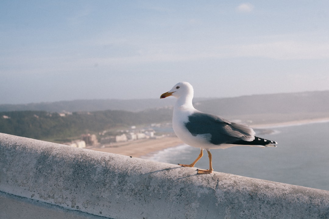 Descubra Penha de Águia: um pedaço do paraíso em Portugal - Santana | Secret World Trip Planner