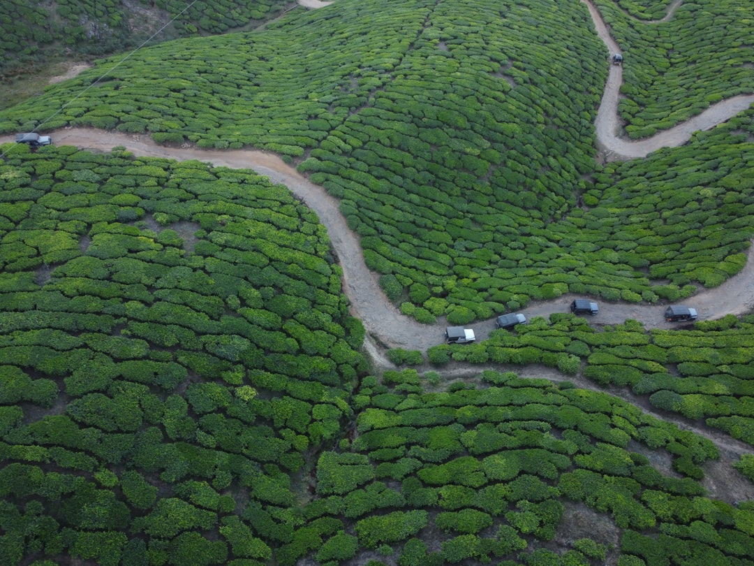 Munnar: Un Paradiso Tra le Piantagioni di Tè - Munnar | Secret World Trip Planner