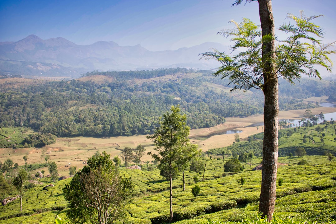Munnar: Un Paradiso Tra le Piantagioni di Tè - Munnar | Secret World Trip Planner
