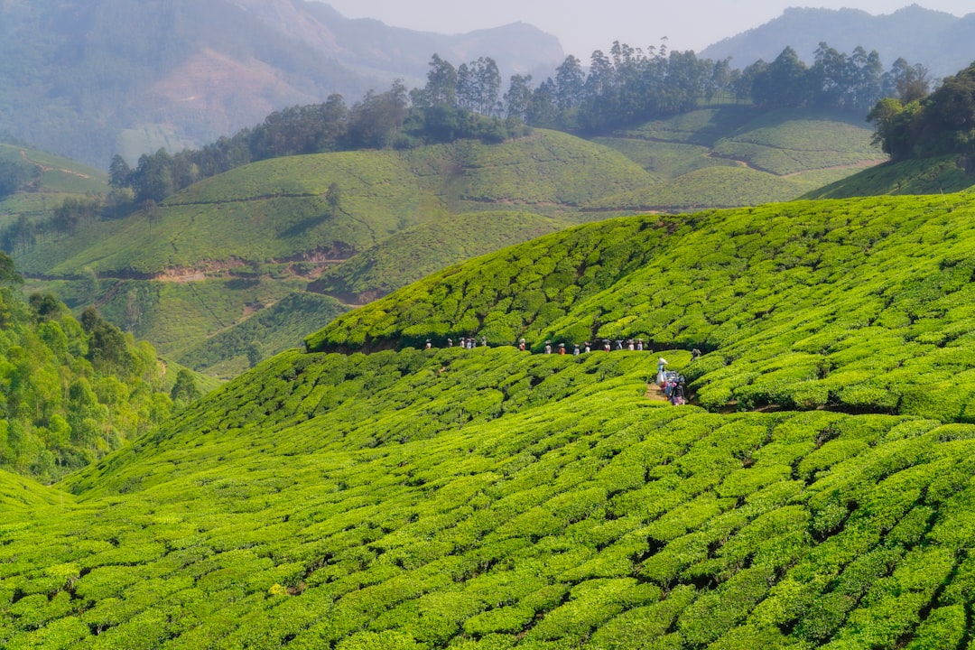 Munnar: Un Paradiso Tra le Piantagioni di Tè - Munnar | Secret World Trip Planner