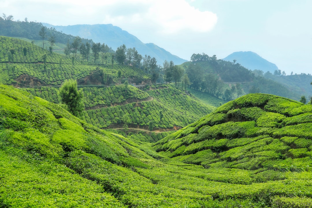 Munnar: Un Paradiso Tra le Piantagioni di Tè - Munnar | Secret World Trip Planner