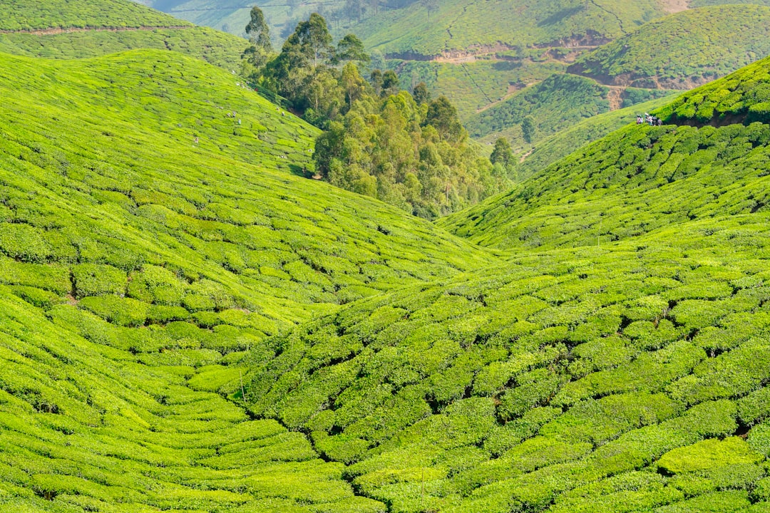 Munnar: A Paradise Among the Tea Plantations - Munnar | Secret World Trip Planner