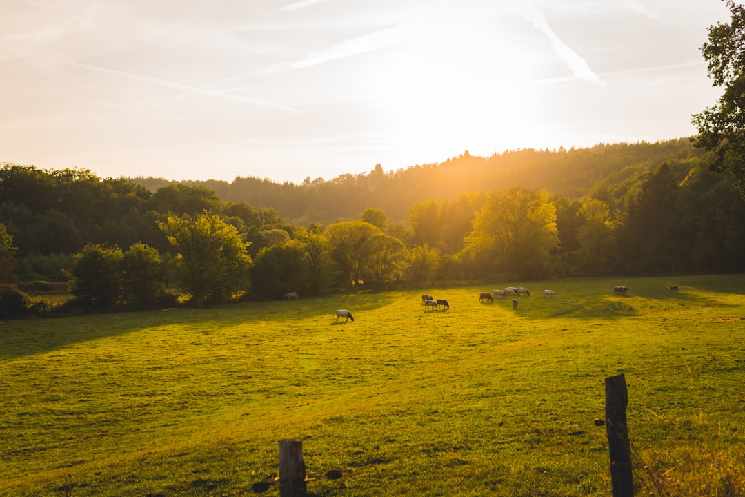 Scopri la Magia della Foresta delle Ardenne a Bastogne - Rue des Scieries 13 | Secret World Trip Planner