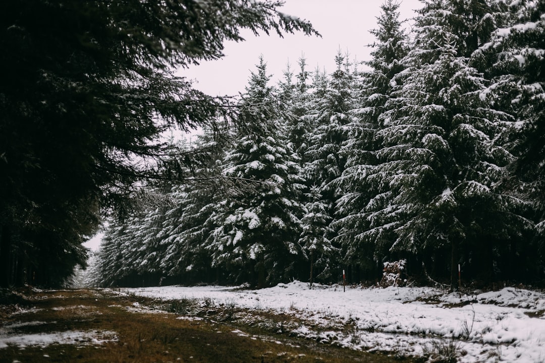Discover the Magic of the Ardennes Forest in Bastogne - Rue des Scieries 13 | Secret World Trip Planner
