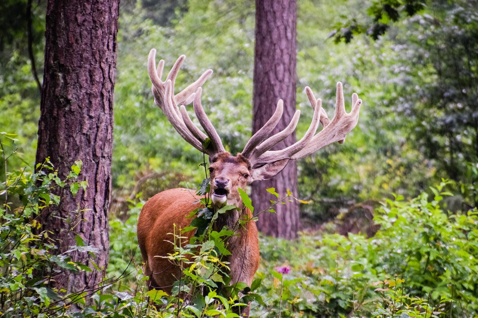 Discover the Beauty of Hoge Veluwe National Park - Otterlo | Secret World Trip Planner