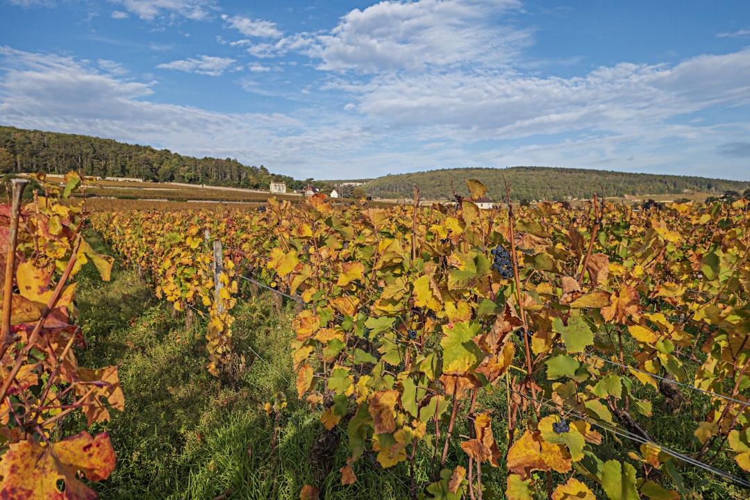 Découvrir la Côte-d'Or : La Magie des Vins de Bourgogne - Côte-d'Or | Secret World Trip Planner