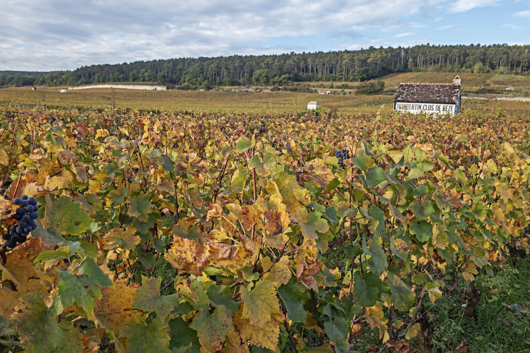 Descubra a Côte-d'Or: A Magia dos Vinhos da Borgonha - Côte-d'Or | Secret World Trip Planner