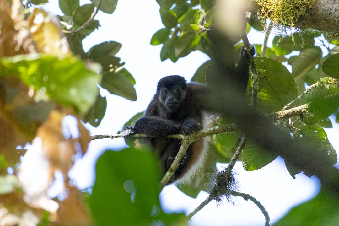 Ometepe: A Natural Paradise in the Heart of Nicaragua - Ometepe | Secret World Trip Planner