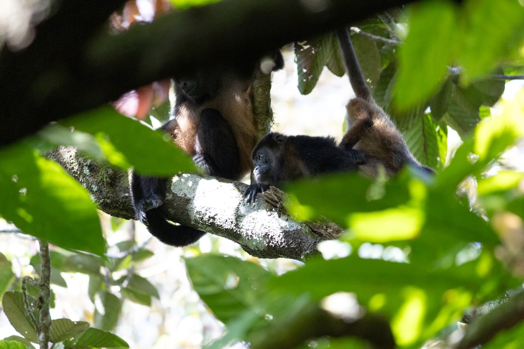 Ometepe: A Natural Paradise in the Heart of Nicaragua - Ometepe | Secret World Trip Planner