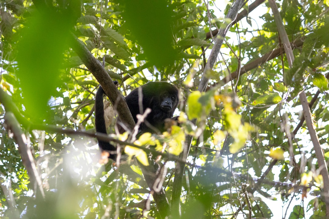 Ometepe: Un Paraíso Natural en el Corazón de Nicaragua - Ometepe | Secret World Trip Planner