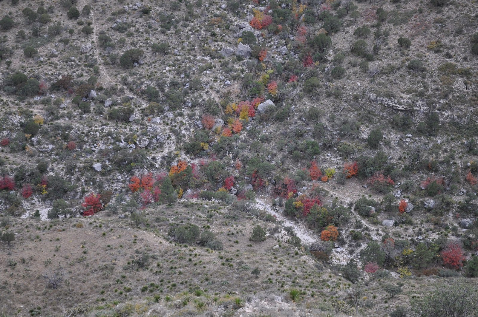 Guadalupe Mountains National Park: a natural treasure of Texas - Mianyang | Secret World Trip Planner