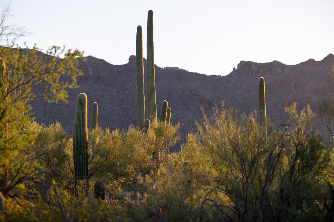 The Timeless Beauty of the Sonoran Desert - Maricopa | Secret World Trip Planner