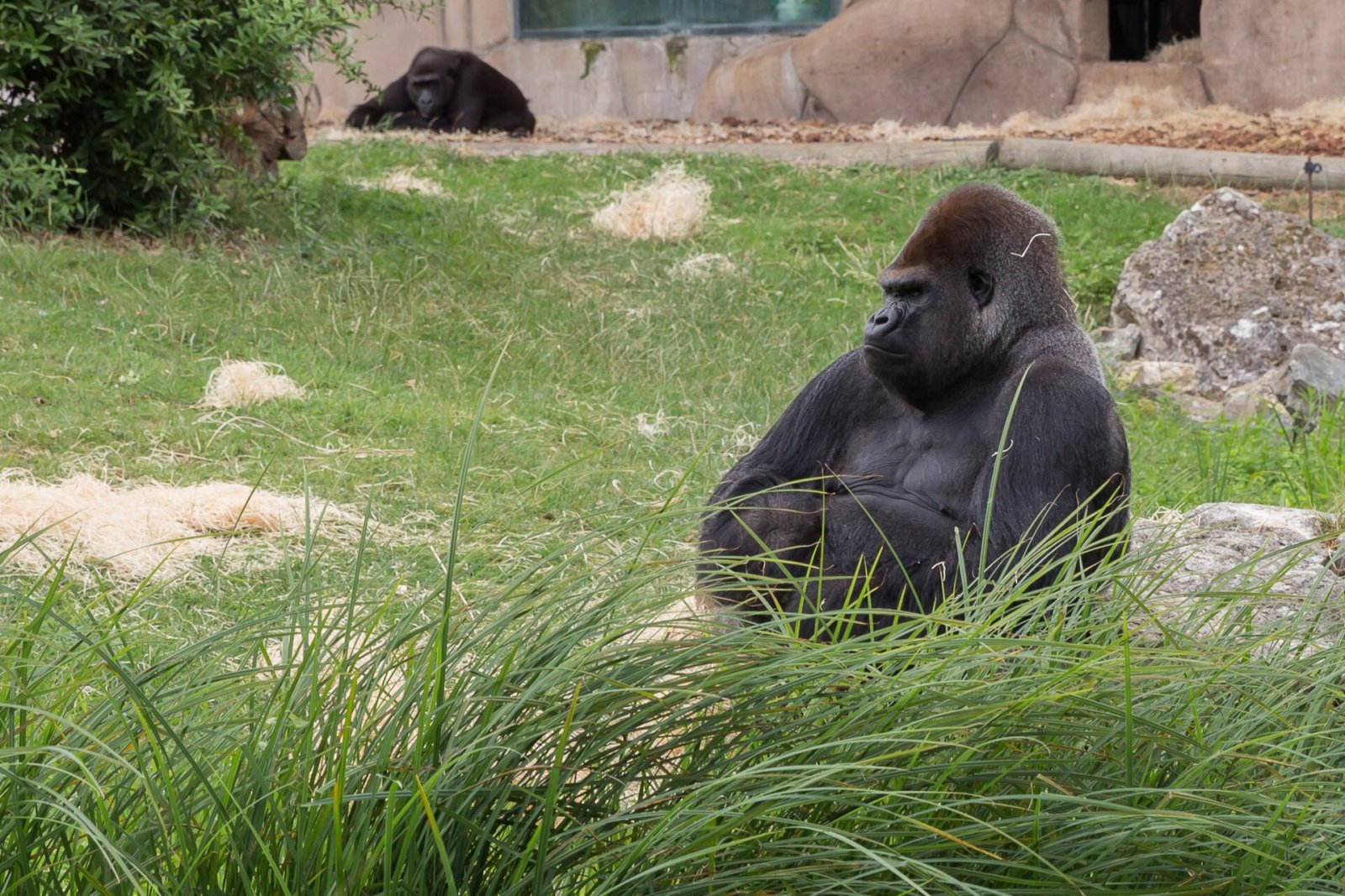 Gorillas: Uma viagem entre natureza e aventura na Grécia - FGFW+5W Paramithia | Secret World Trip Planner